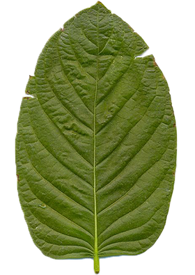 Kratom Leaf